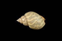 藏品(臺灣鳳螺)的圖片